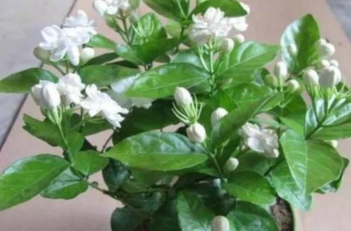  身体：养花不能只看美，这些植物有妙用，身体好处良多