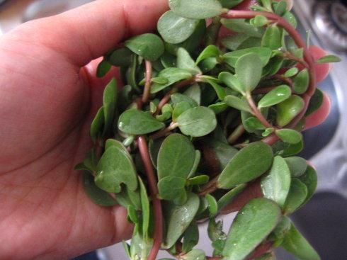 农民讨厌的一种野菜，睡来洗脸，10天轻松祛斑，脸蛋光白如卫生纸