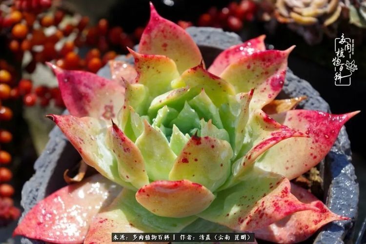 『出场』最美多肉季:种下好时光,谁的等待恰逢花开!