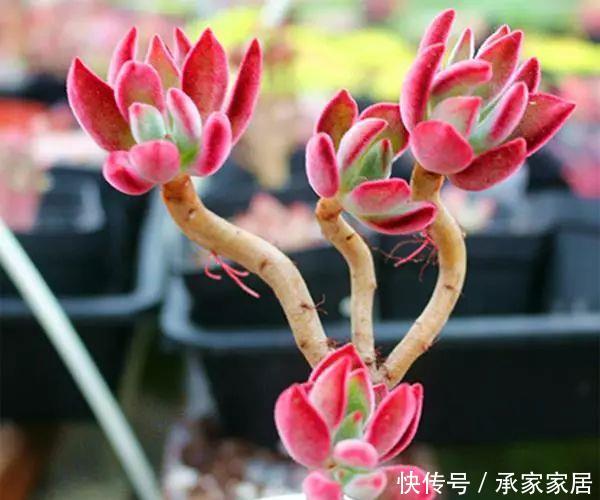  【漂亮】十大最漂亮的多肉植物，推荐景天科最漂亮的十款多肉植物