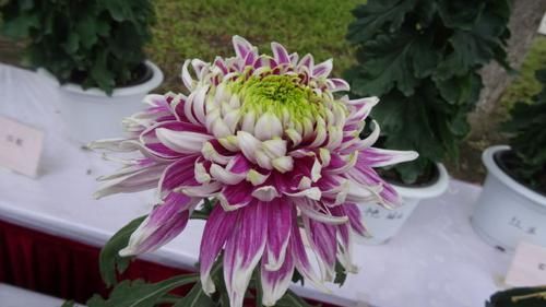  「绿裳」喜欢菊花，就养盆“十大名菊”红衣绿裳，淡雅秀丽，清新之美！