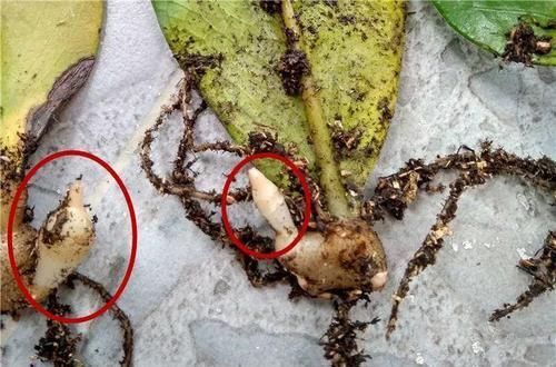  「蟹爪兰」养花也能很省钱，5种花揪叶子，插土里1盆生10盆！