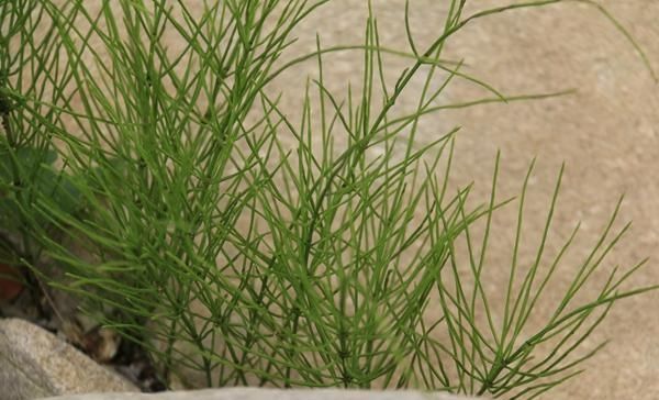  #有钱#农村这种“野草”，以前没人要，现在却争着抢，有钱也难