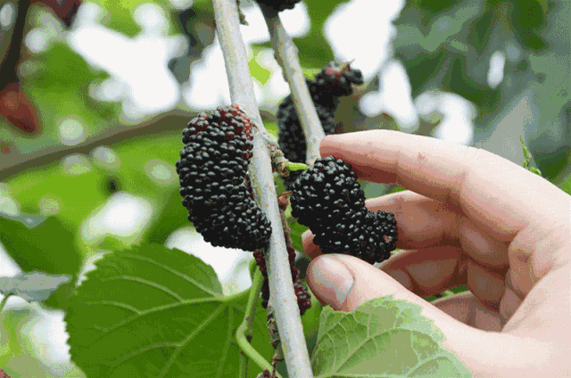 t01a21bd4e5c2b88302.gif?size=640x424