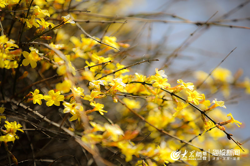  『正开』熟悉的烟台回来了 | 春暖花正开 市民走出家门踏春赏花