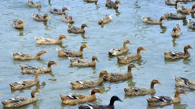  [蛋鸭]养鸡鸭的养殖家，如何给鸡鸭下蛋？ 其实很简单