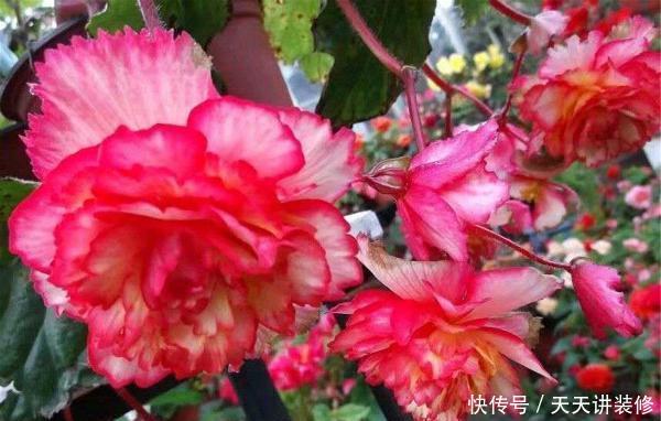 「漂亮」花卉中的“另类”,一蒂两花、一雌一雄,既像牡丹又像茶花