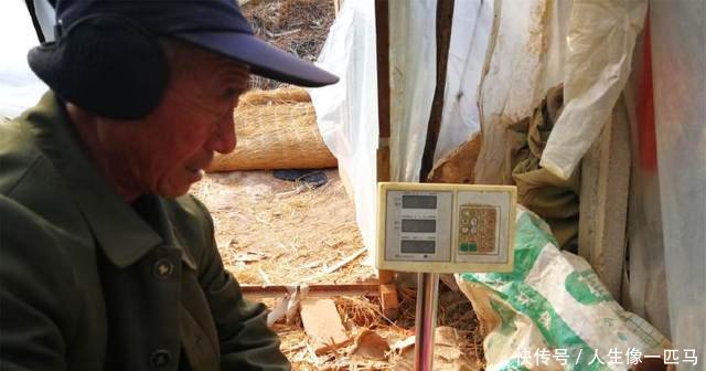 农村老汉用儿子在日本打工挣的70万建8个大棚，为省钱抽烟叶