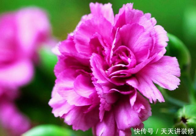  『芳香』想让阳台芳香馥郁“招蜂引蝶”，种上5种芳香花草，夏季也能开花