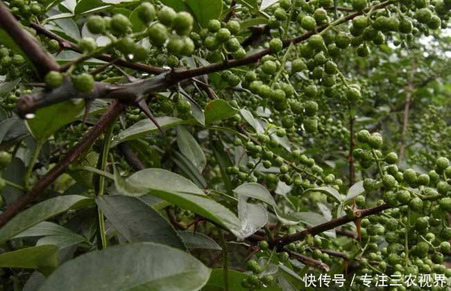 丰产期长达20年，1斤9元，亩产2000斤，这样的种植项目可信吗