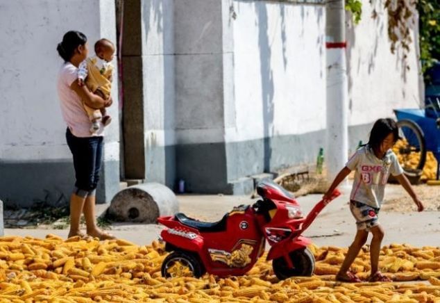  玉米■又到玉米收获季，农村收粮骗局再次升级，有的农民已被骗