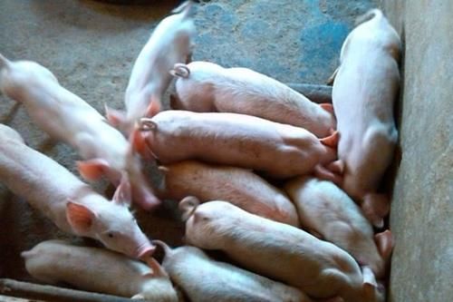  「明年」明年打算买猪崽养猪的朋友，什么时候买小猪利润“最高