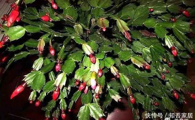 不好|养蟹爪兰做好“三点”,叶肥根壮,开花爆盆,“养不好”已成过去