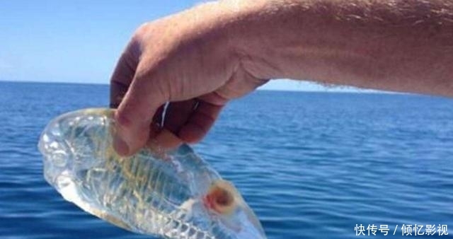 一种会“隐身”的鱼：靠“隐身术”隐藏保护自己，捉到最好放生!
