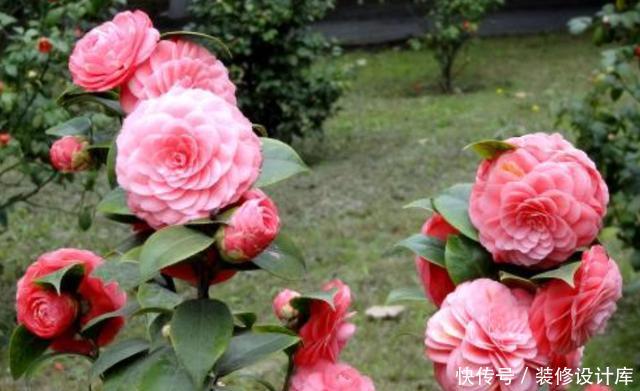  不妨就去养@这“3种”植物，回家养1盆，哪怕天再“冷”，叶片、花朵也旺盛！