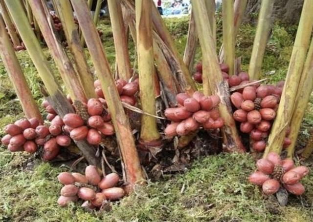 南方竹林里，有1种“草果”奇特，果子在地面，见到请爱惜