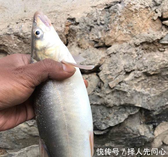 峡谷中钓获冷水鱼，这种鱼十年长一斤，如今已快灭绝