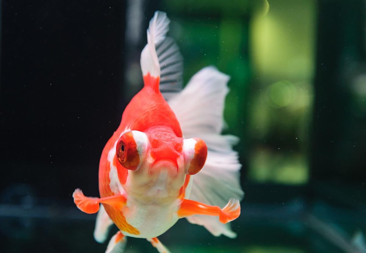  青苔的石■一位鱼友轻松养死两缸金鱼的经历，我们看看是否似曾相识？