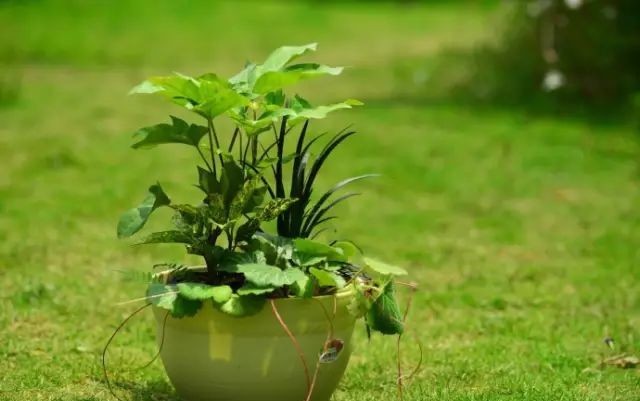 植物@你还在一盆一棵地种?达人都已经玩到这种地步啦