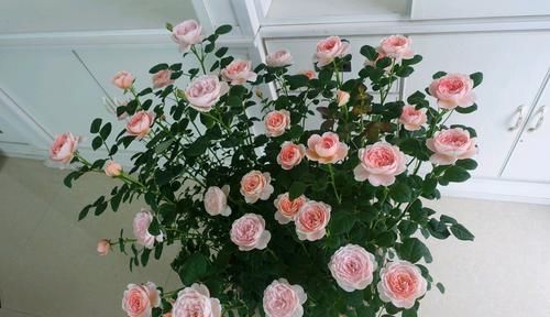 『开花真』谁说月光族就不配养花?这20种月季花月薪3000也能养