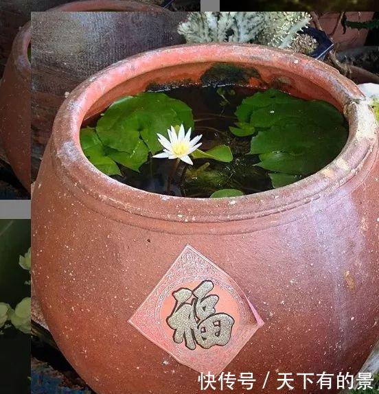 【拿来】30斤的大水缸,拿来养花成宝贝,怪不得都抢着要!