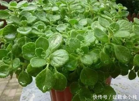 放上|卫生间总是受到异味的困扰?放上这三种绿植,空气清新入厕舒适