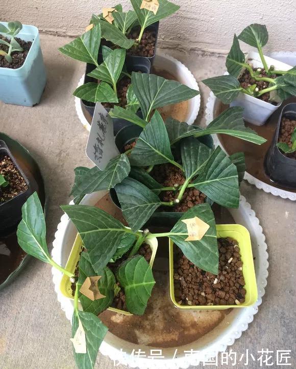  【花钱买】3种花太贵，不用花钱买，剪3根枝插土里，2周能生根！