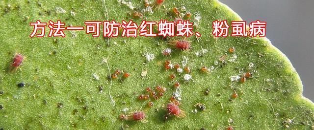  『便宜』便宜又大碗，种花就靠它，洗衣粉水喷叶面，驱虫又防害