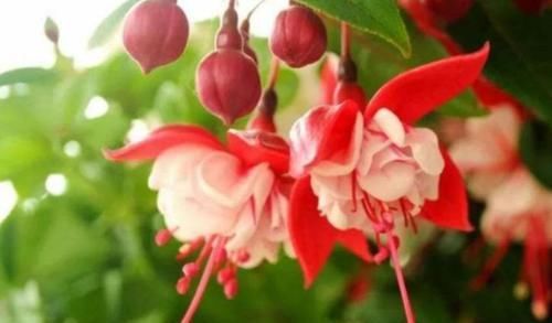  『美艳』3种花，真好养，长得快花期长，养几盆，开花美艳，四季常爆盆