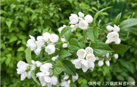 『家里』家里养这3种花赚了,不仅漂亮还好吃,炒鸡蛋贼美味!