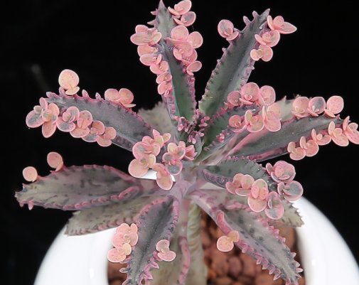  『特别』4种花扔土里就能活，省心又好养，生命力强劲，门前爆成一大片