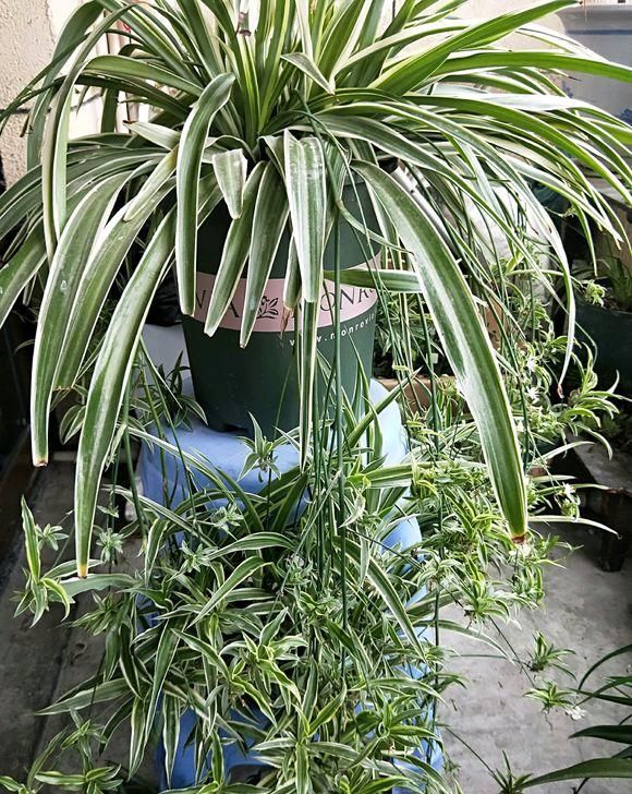#秀丽#绿植能美化家居,4种绿植清新秀丽,叶子四季绿油油,寓意还很好
