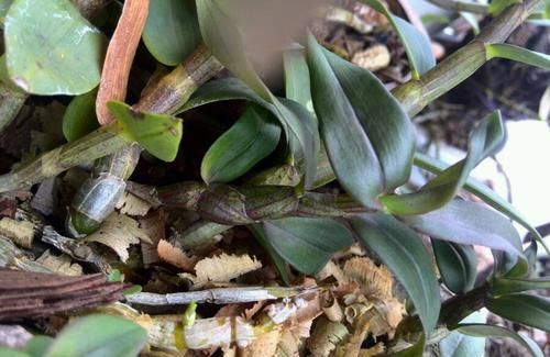 『石斛』分享我的石斛故事:养石斛兰根系不是那么重要,无根也能冒芽开花