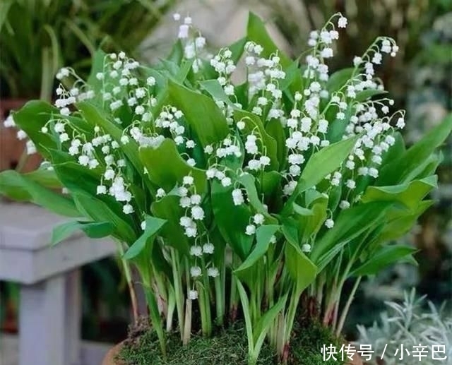 天使■喜欢白色?这五种“洁白花”不可错过,美如雪中天使