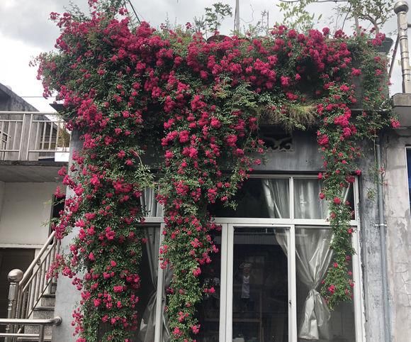  「小院」小院养这4种花，满墙都是花，太阳晒一晒，能开上千朵花