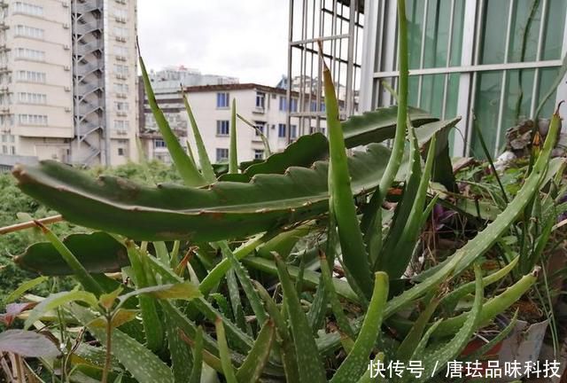 花盆@春天来了,酸咪草都开了,紫苏都种活了!
