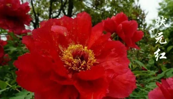 『牡丹』芍药和牡丹的区别图,看懂图就能轻松区分出来!