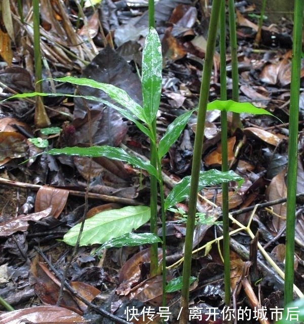  「砂仁」这东西，人称“土黄金”，稀有价值高，稍微一加工，每