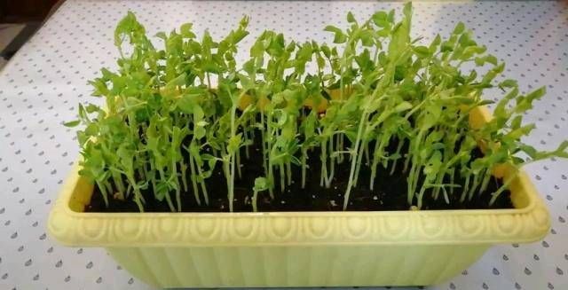  「蔬菜」不能在光线不好的阳台上种菜吗？即使是漫长的黑暗的一天