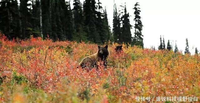 加拿大最宜居的4个地方，逃离城市，在这里治愈焦虑