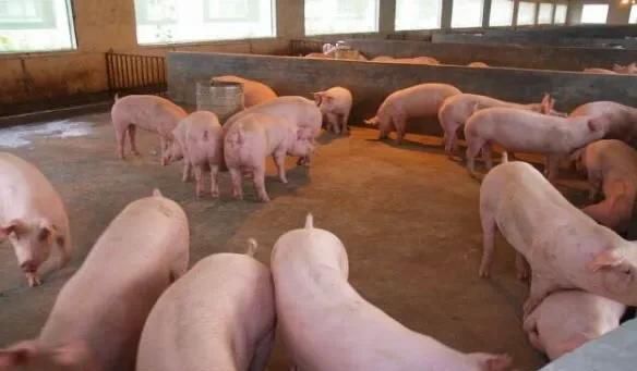  【农田】在普通农田里能养猪吗？