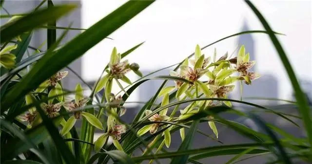  #时间#养兰花,找对3个时间点,兰花新芽猛蹿爆满盆,郁郁葱葱开花旺!