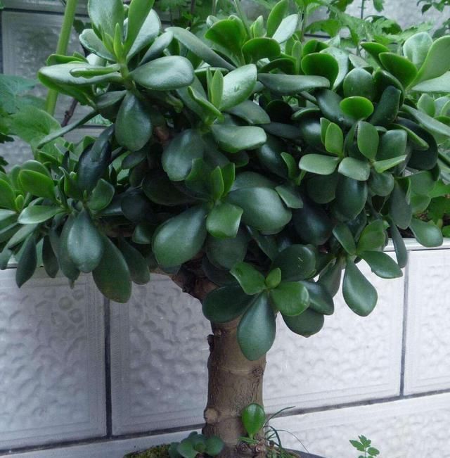 家里■这两种植物养得好,稍微注意就能养出老桩来价值高气势好