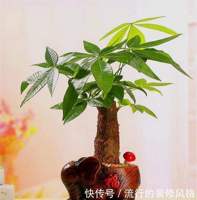 叶片翠绿■发财树有“3怕”,难怪叶子发黄长得慢,学会了新叶新芽蹭蹭长