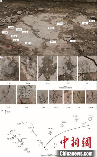  翼龙动物群|中科院团队在新疆准噶尔盆地发现世界最大的亚洲足迹