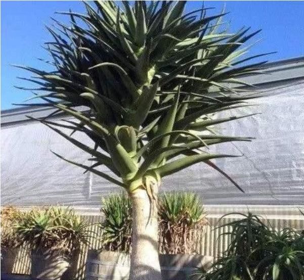  「够用」芦荟也能养成“树”，掌握3点就够了，养容养颜人变美，够用！