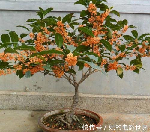 『扦插』3种花叶都“香”的树,家里养一棵,不但香喷喷,还能驱蚊虫!