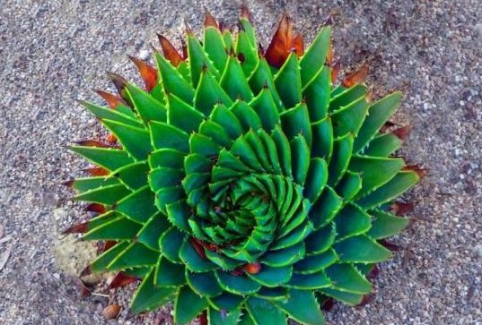  [种多肉植物]1种珍贵“多肉”，养1盆成奢侈，价值高过观音莲10倍