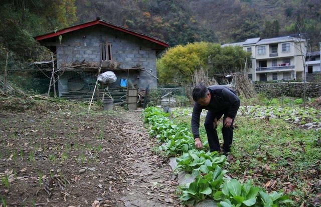  『会被拆除』国家对养猪业高度重视，这几类养猪场可能被拆除，早了解早准备