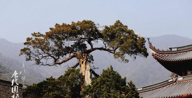 东南佛国天童寺：赴一场人与自然的对话